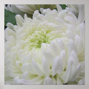Chrysanthemum  Poster