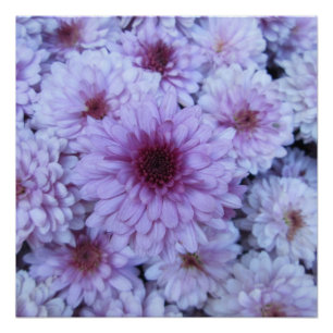 Chrysanthemum Purple White Poster