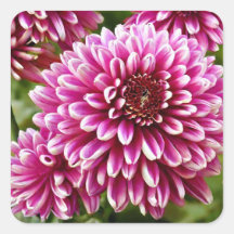 Chrysanthemum