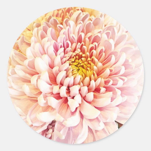 Chrysanthemum Stickers/Envelope Seals (Front)