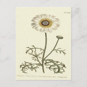 Chrysanthemum Tricolor Yellow Illustration Postcard