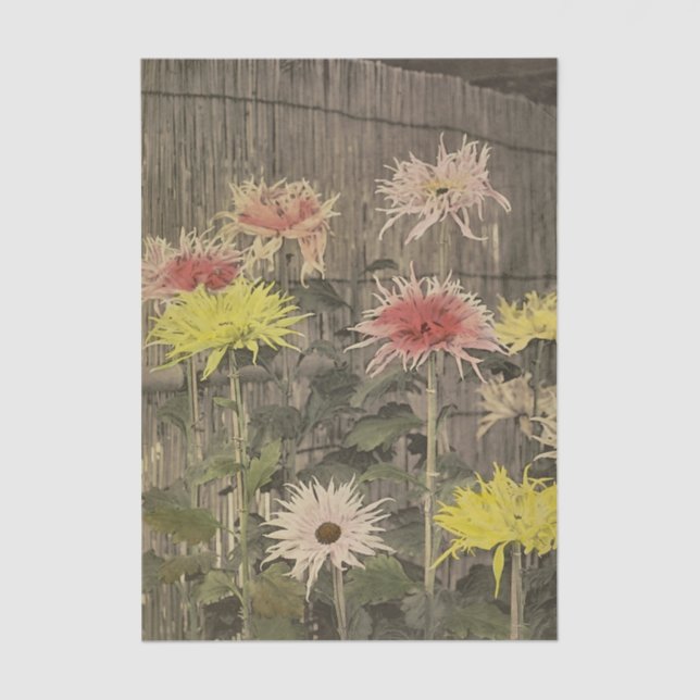 Chrysanthemums by Ogawa Kazumasa Tissue Paper (Front)