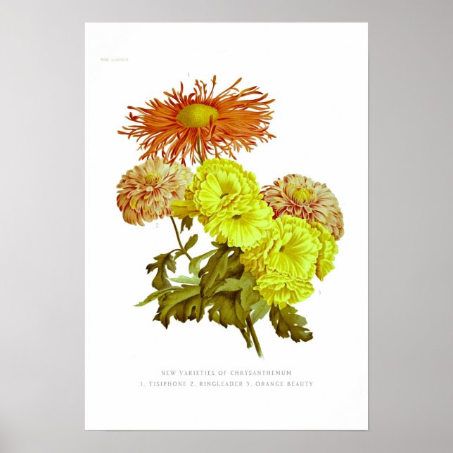 Chrysanthemums Poster (Front)