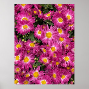 Chrysanthemums Poster