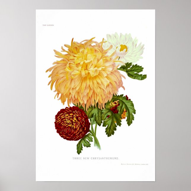 Chrysanthemums Poster (Front)
