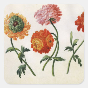Chrysanthemums (w/c on paper) square sticker