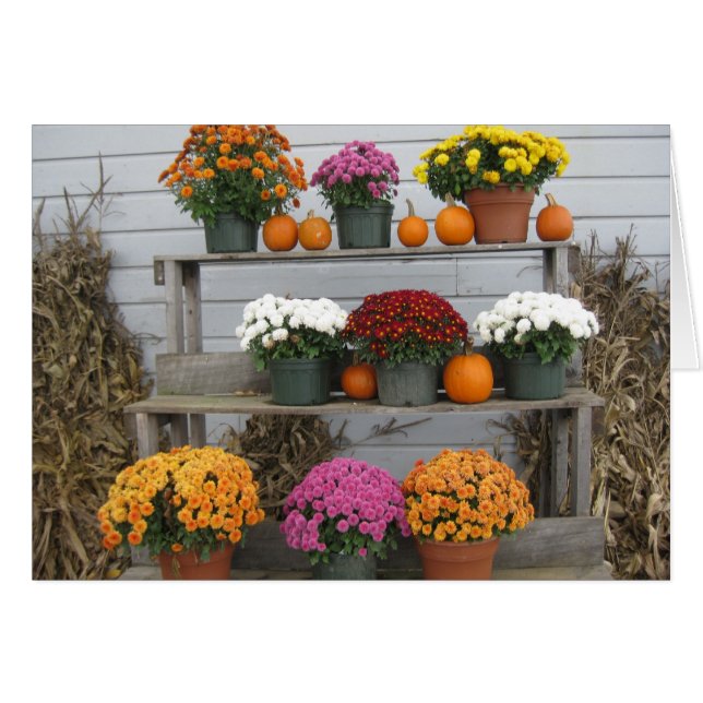 Chrysanthemums with pumpkins (Front Horizontal)