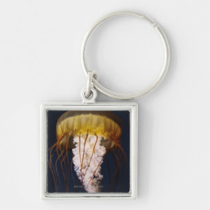 Chrysaora fuscescens,  Pacific Sea nettle Key Ring