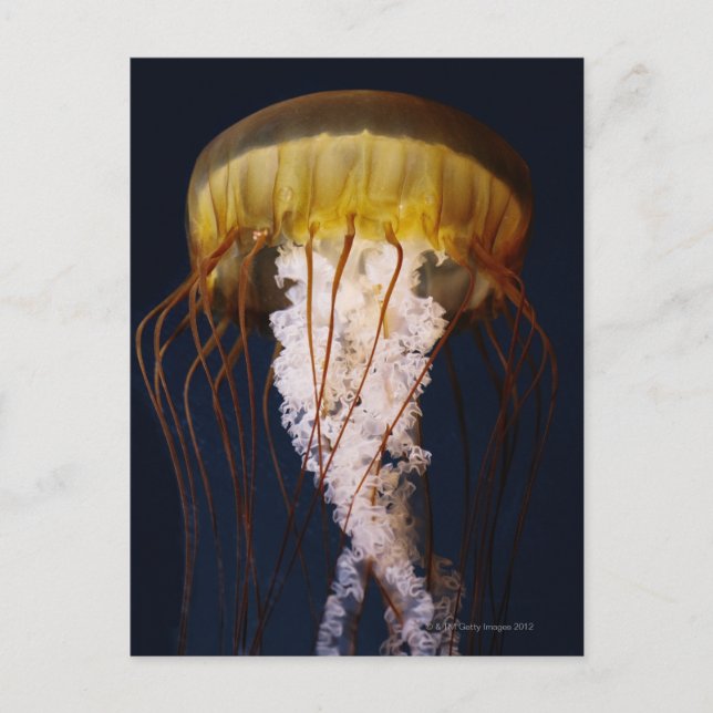 Chrysaora fuscescens,  Pacific Sea nettle Postcard (Front)