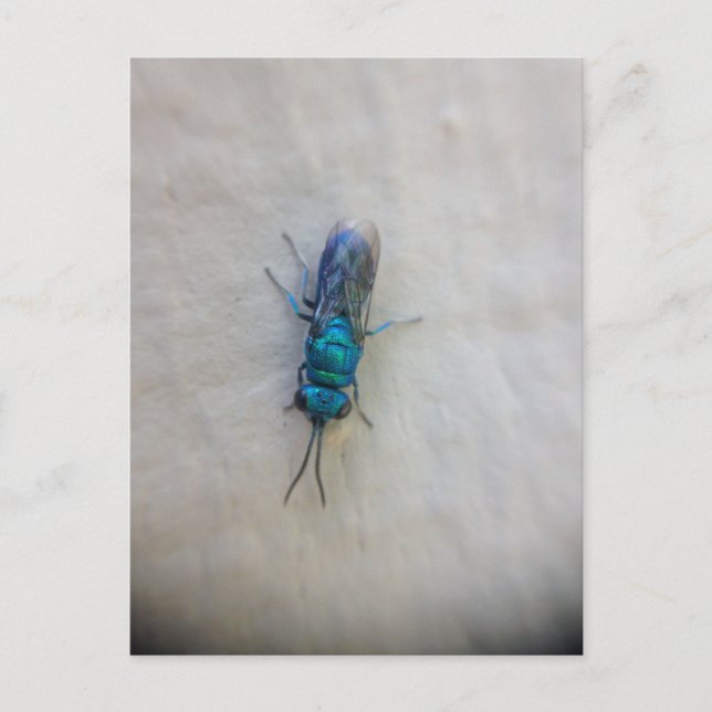 Chrysididae - cuckoo wasp postcard (Front)