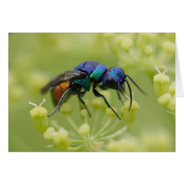 Chrysis austriaca (Front Horizontal)