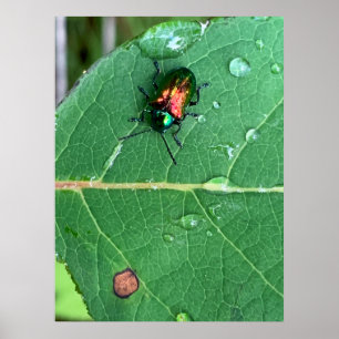 Chrysochus Beetle Shiny Beetle Poster