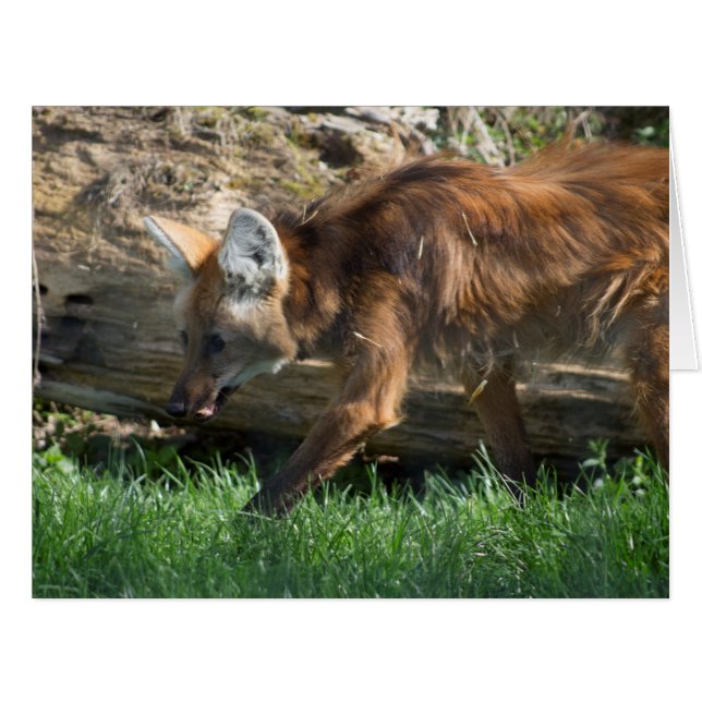 Chrysocyon brachyurus (Front Horizontal)