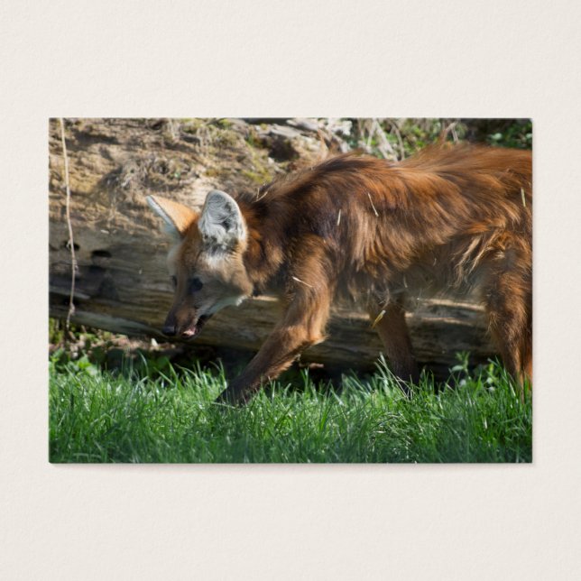 Chrysocyon brachyurus (Front)