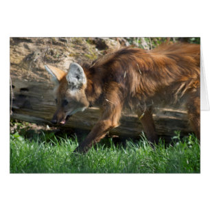 Chrysocyon brachyurus