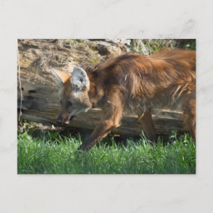 Chrysocyon brachyurus postcard