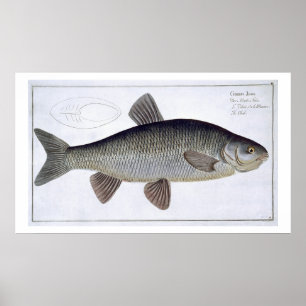 Chub (Cyprinus Jeses) plate VI from 'Ichthyologie, Poster