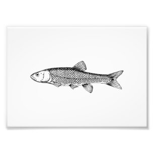 Chub Fish Drawing Photo Print
