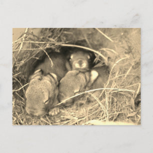 Chubby Bunny Challenge - Postcard