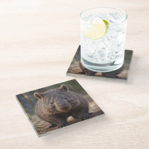 "Chubby Charm: The Adorable Australian Wombat" Glass Coaster