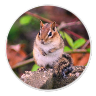 Chubby Chipmunk Wildlife Ceramic Knob