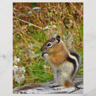 Chubby cute chipmunk on  on wood stump