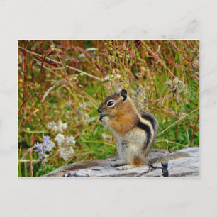 Chubby cute chipmunk on  on wood stump postcard