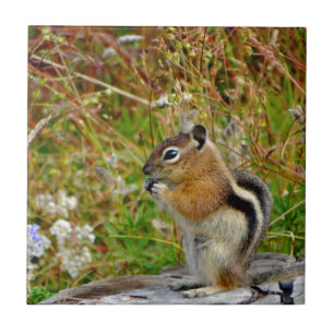 Chubby cute chipmunk on on wood stump tile