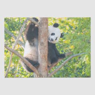 Chubby Giant Panda in a Tree Tissue Paper