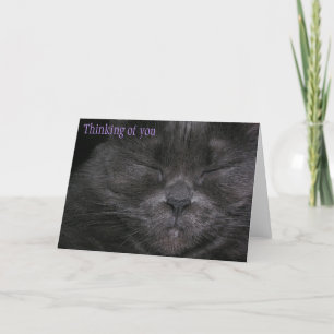 Chubby Kitty Thinking of You Card