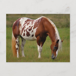 Chubby Pinto Mustang Horse Postcard