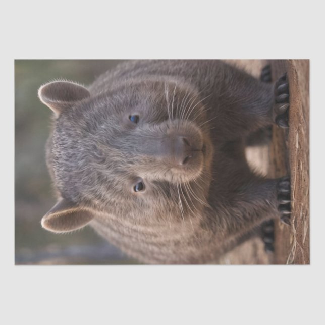 Chubby The Australian Wombat,  Tissue Paper (Front)