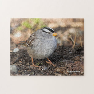 Chubby White-Crowned Sparrow in the Winter Sun Jigsaw Puzzle