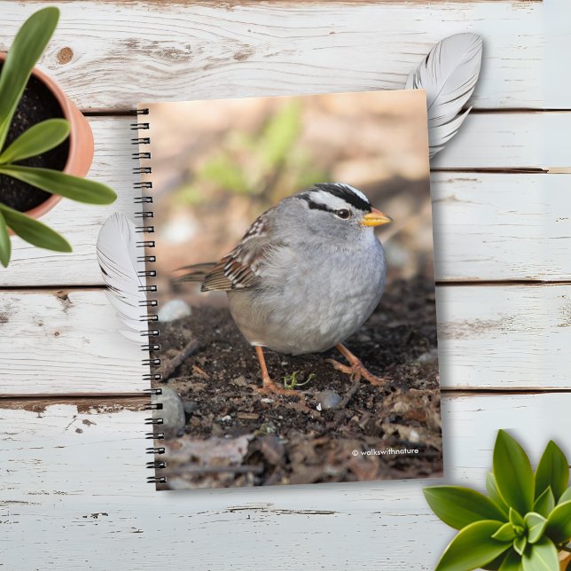 Chubby White-Crowned Sparrow in the Winter Sun Notebook (Chubby White-Crowned Sparrow on the Ground Journal Cover Photo)