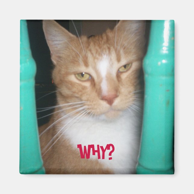 ChubbyCubby asks ... WHY? Magnet (Front)