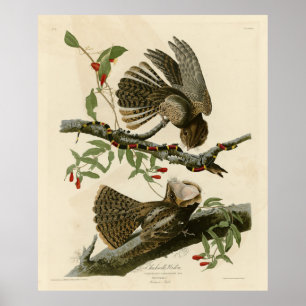 Chuck-will's Widow - Audubon's Birds of America  Poster