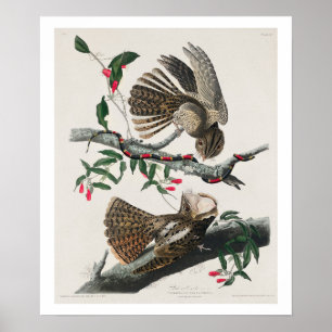Chuck-will's Widow by Audubon Poster