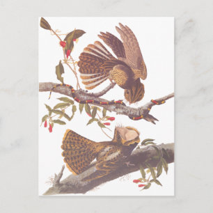 Chuck Will's Widow Nightjar Postcard