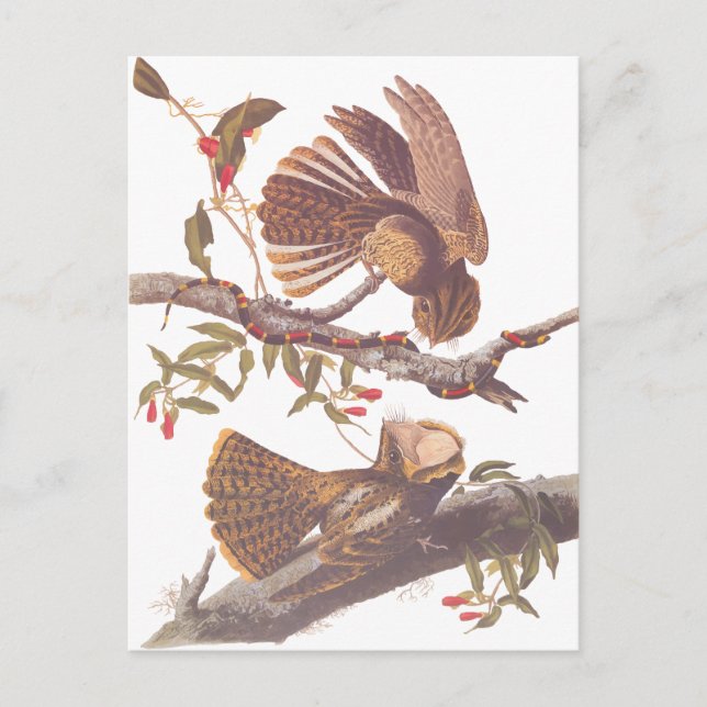 Chuck Will's Widow Nightjar Postcard (Front)