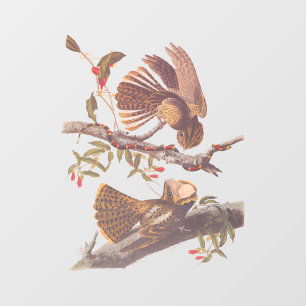 Chuck Will's Widow Nightjar with Coral Snake