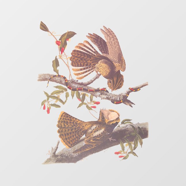 Chuck Will's Widow Nightjar with Coral Snake (Sheet)