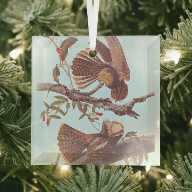 Chuck Will's Widow Nightjar with Coral Snake Glass Tree Decoration (Insitu)