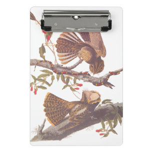 Chuck Will's Widow Nightjar with Coral Snake Mini Clipboard