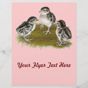 Chukar Partridge Chicks Flyer