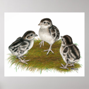 Chukar Partridge Chicks Poster