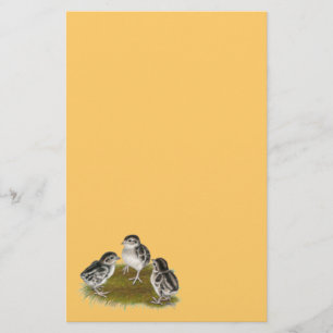 Chukar Partridge Chicks Stationery