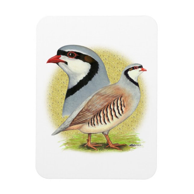 Chukar Partridge Combo Magnet (Vertical)