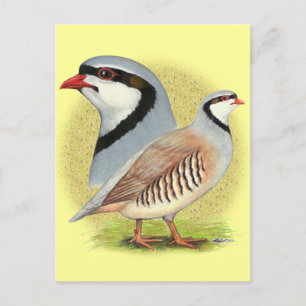Chukar Partridge Combo Postcard