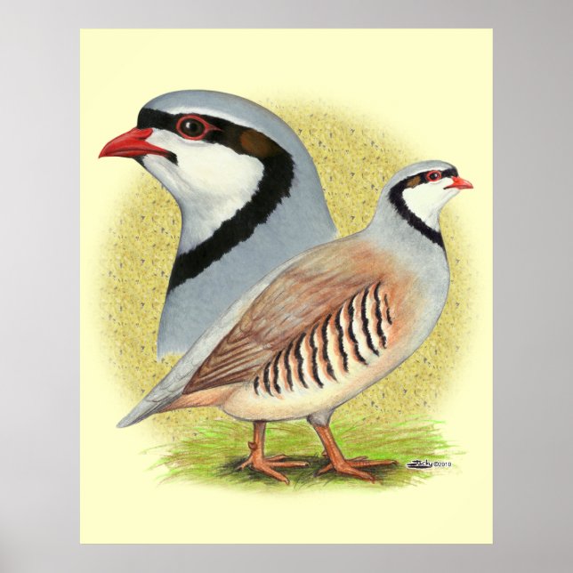 Chukar Partridge Combo Poster (Front)