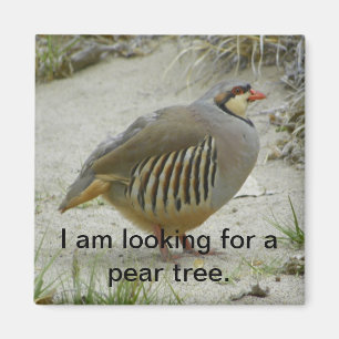 Chukar Partridge game bird hunting sport Magnet